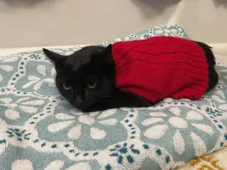 Cleo (Trax)