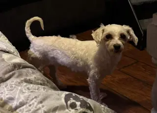 Fifi