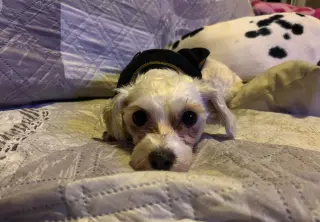 Fifi