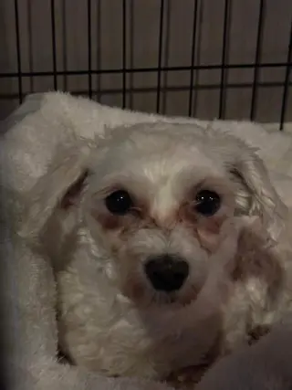 Fifi