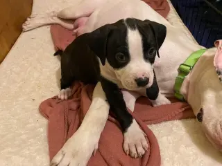 Ellie