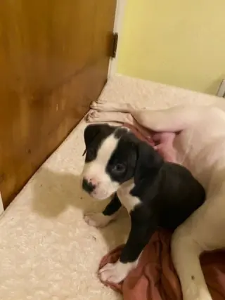 Ellie