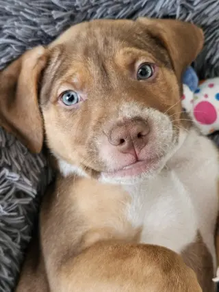 Diesel