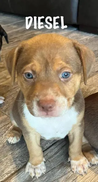 Diesel