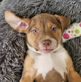 Diesel