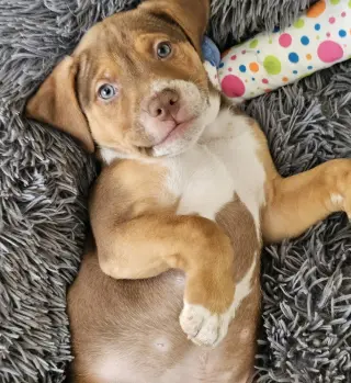 Diesel