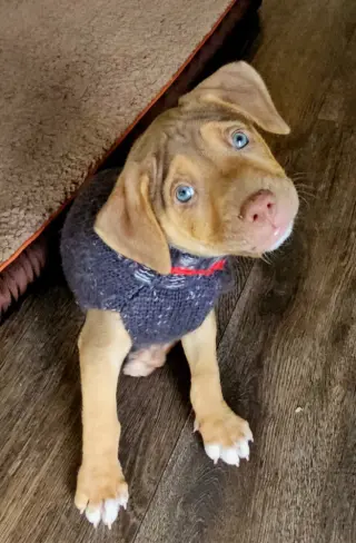 Dallas