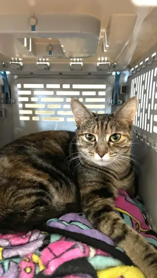 Mozzarella (Ella)