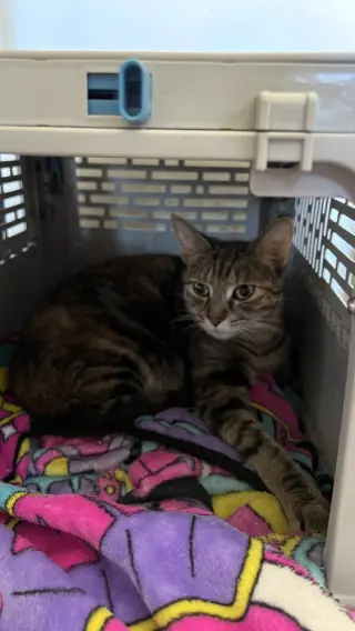 Mozzarella (Ella)