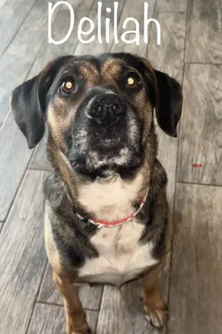 Delilah