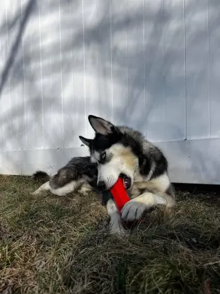 Kira