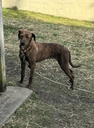 Cricket