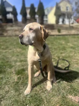 Lexie