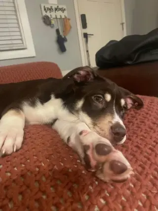 Sadie