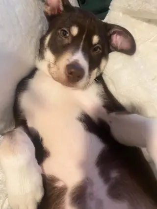 Sadie