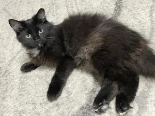 Nixie