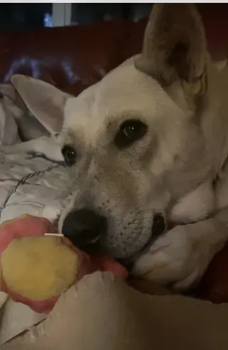 Roxie