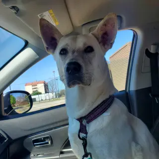 Roxie
