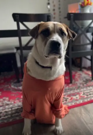 CHILI (COURTESY POST)