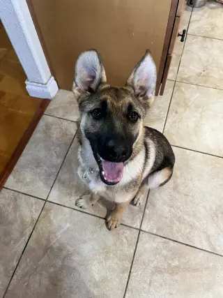 Cheyenne