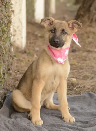 Cheyenne