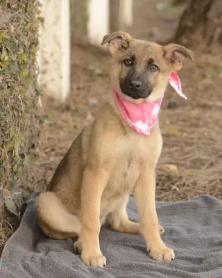 Cheyenne