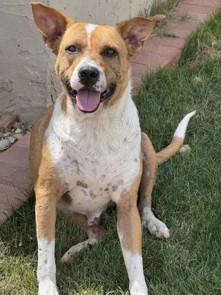 ACE