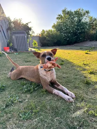 ACE