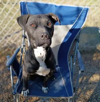 Jet