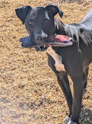 Jet