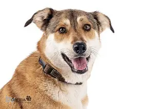 Biscuit