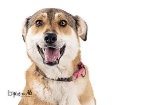 Biscuit
