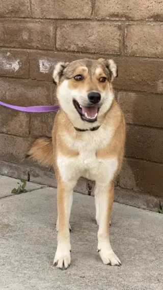 Biscuit
