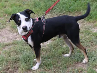 Max
