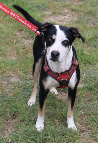 Max