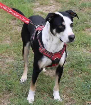 Max