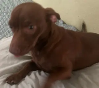 Brownie