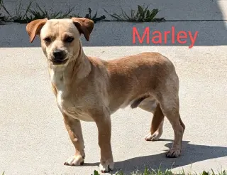 Marley