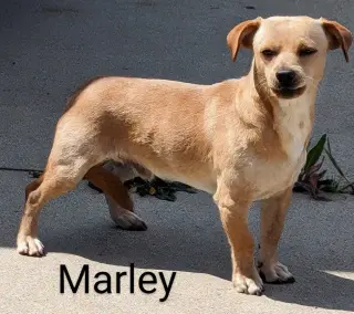 Marley