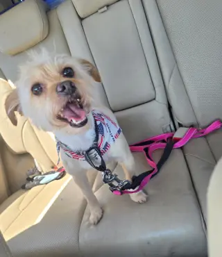 Benji in RI