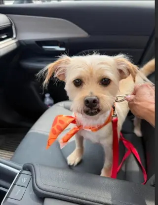 Benji in RI
