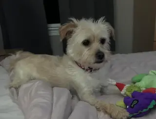 Benji in RI