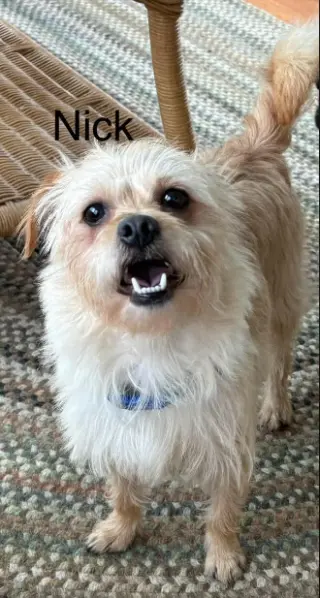 Benji in RI