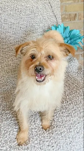 Benji in RI