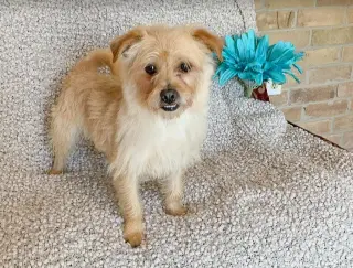 Benji in RI