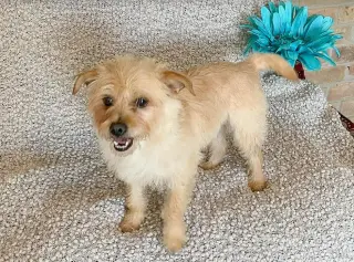 Benji in RI