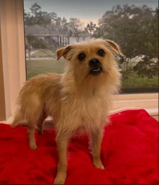 Benji in RI