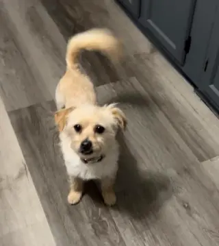 Benji in RI