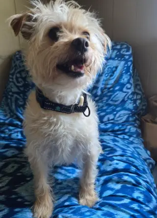 Benji in RI
