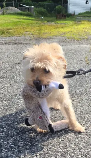 Benji in RI